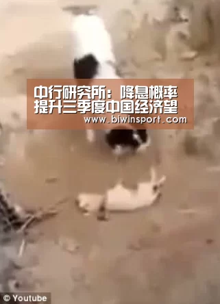 中行研究所:降息概率提升三季度中国经济望企稳‘必赢官网’(图2) 必赢app